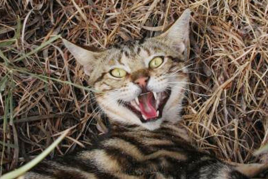 Creepy Feral Cats Break Into Body Farm And Start Feasting On Human Corpses Cvlt Nation