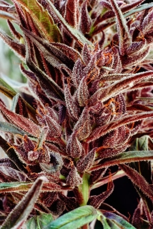 Perfect Panama Red seeds marijuana feminized for outdoor growing