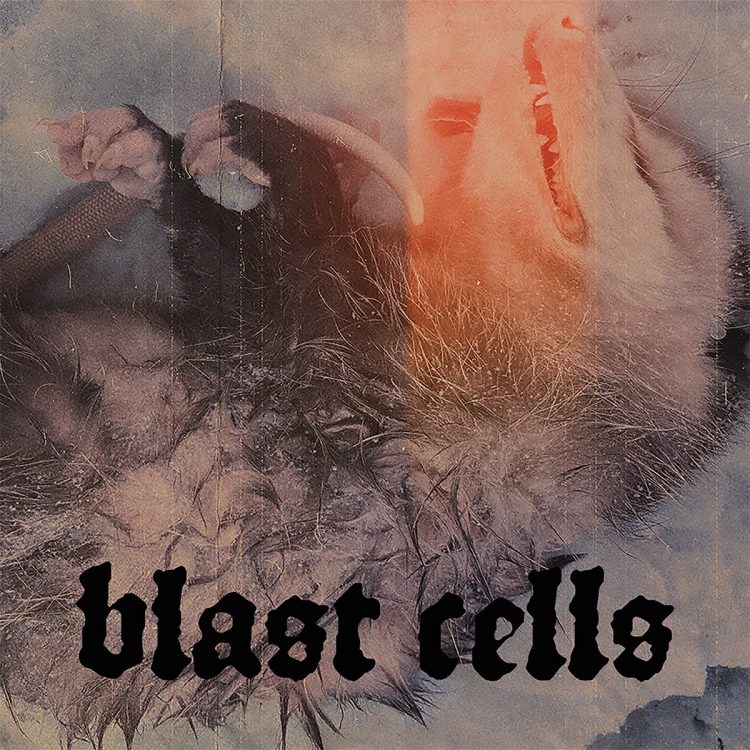 BLAST CELLS